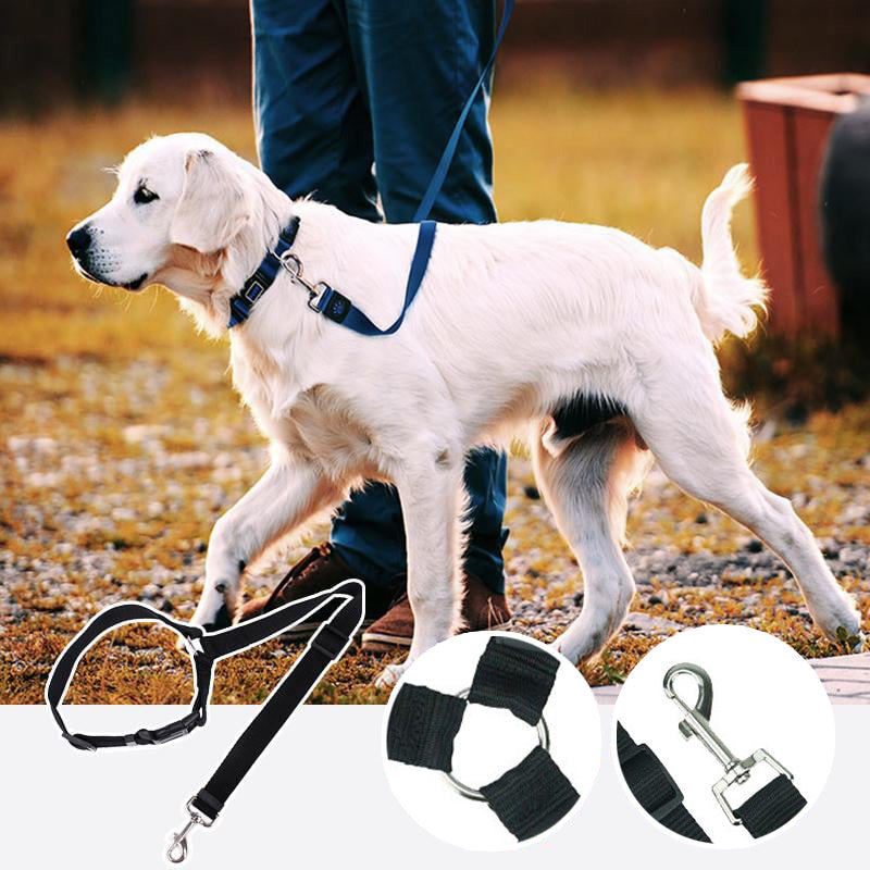 🐶Регулируем колан за кучета