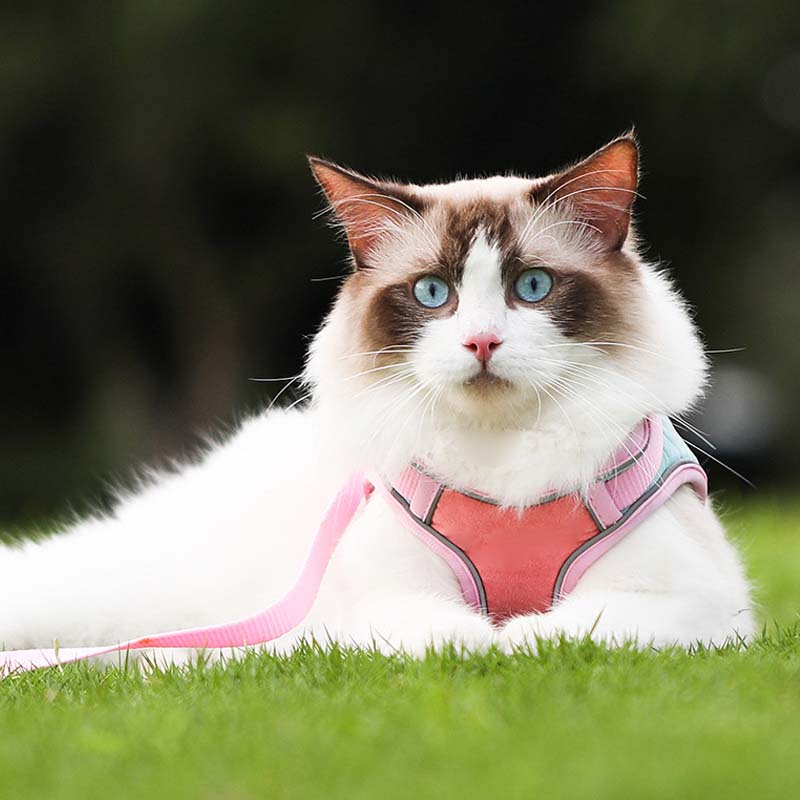 🐱Отразяваща котешка каишка с повод против бягство✨